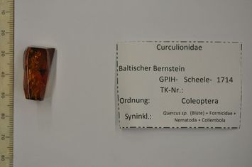 preview Bernstein m. Rüsselkäfer, Eichenblüte, Ameise, 2 Würmer, 2 Springschwänze